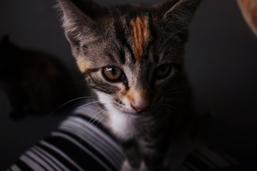 Photo 1564366904901 1a5d8ea0fe83?q=85&w=500&h=500&fit=crop