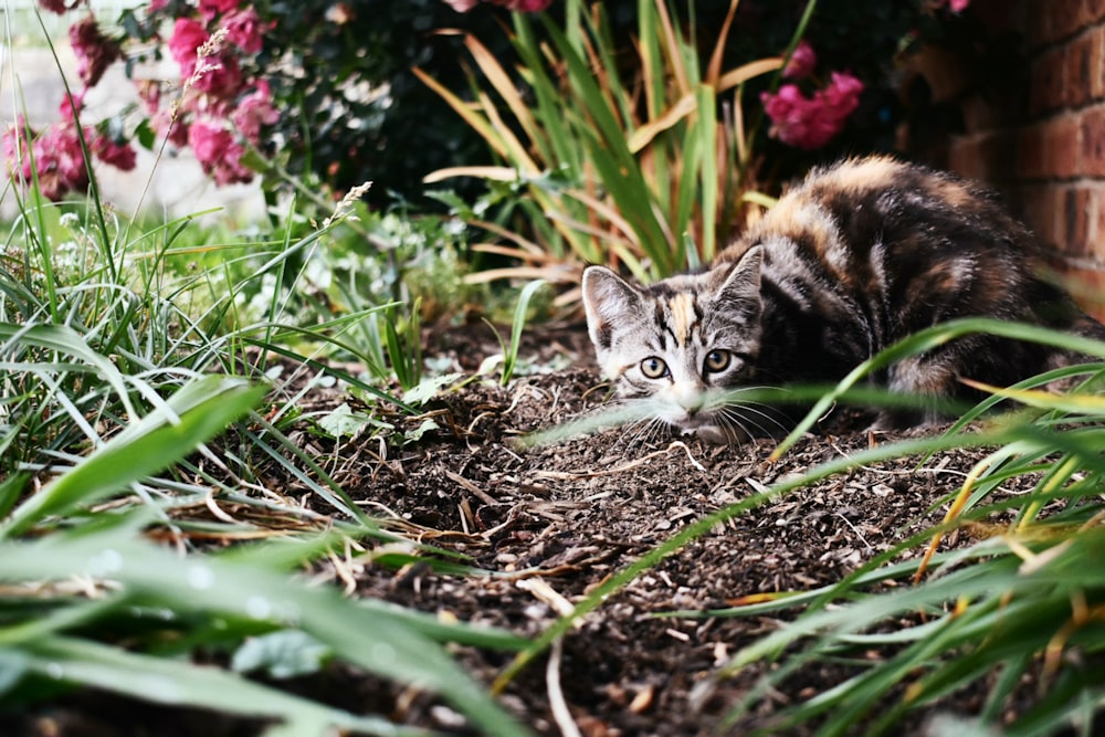 tortoiseshell cat on ground