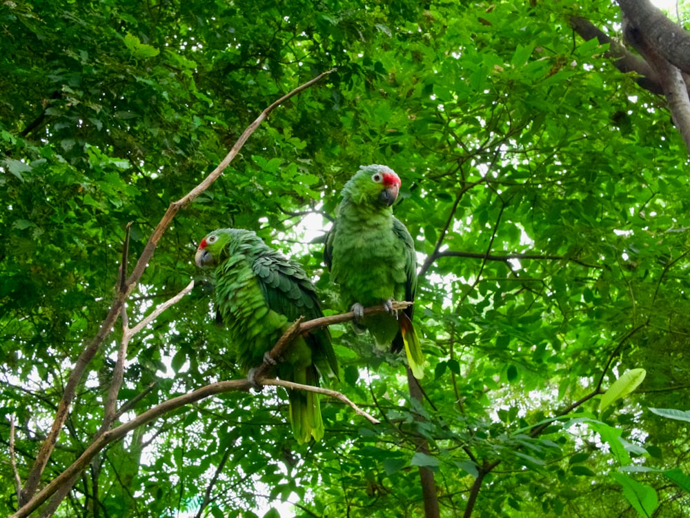 two green parrots