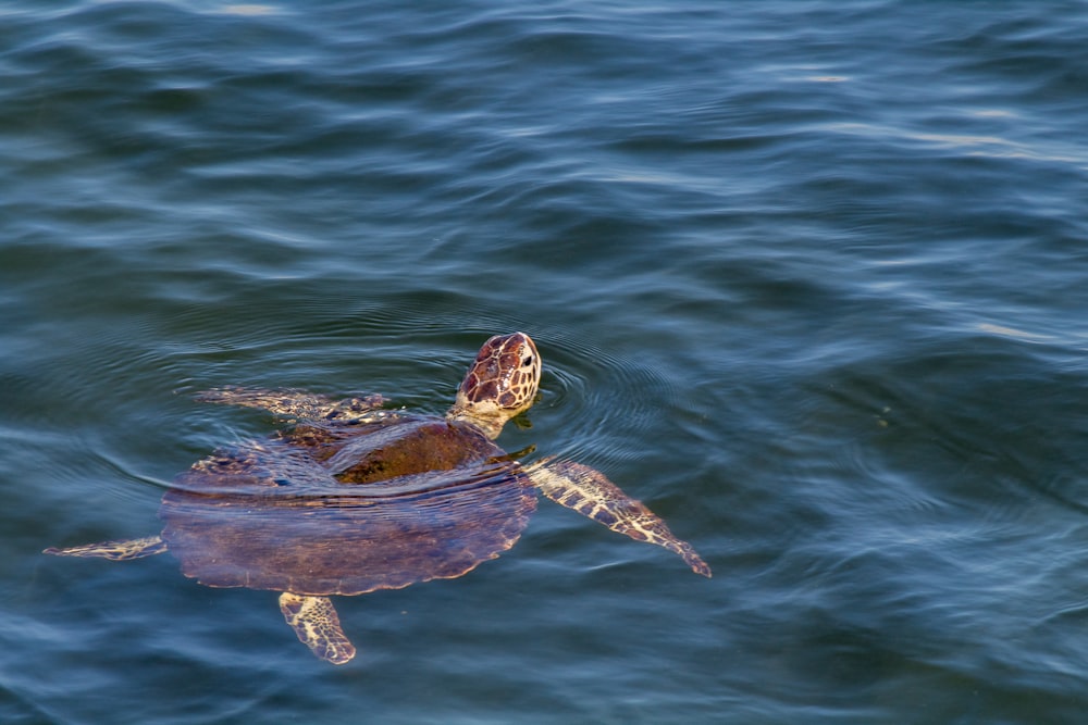 a turtle swimming in a body of water