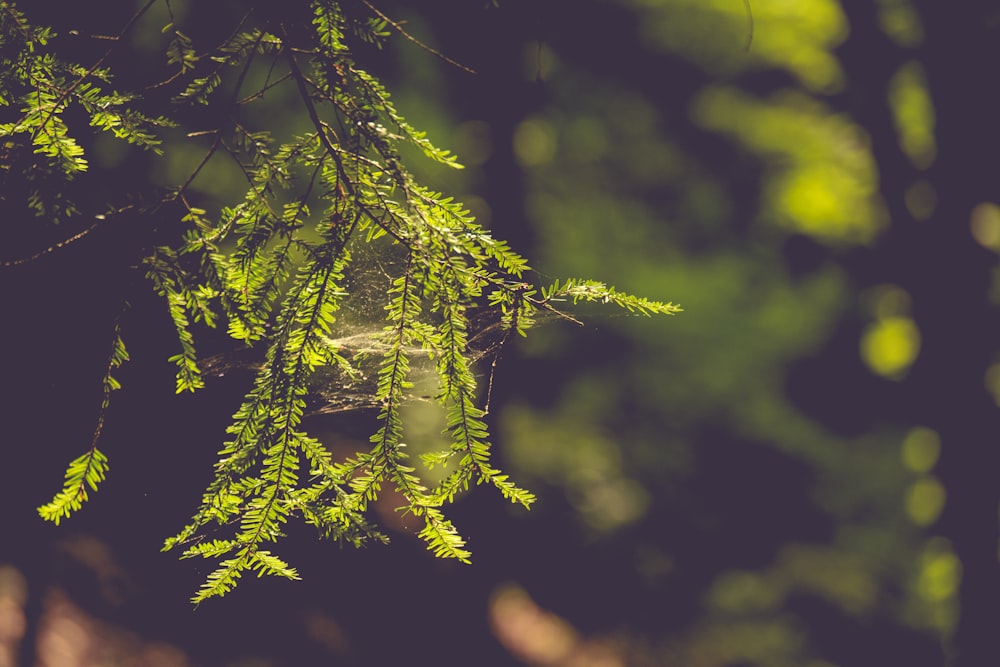 green-leaves