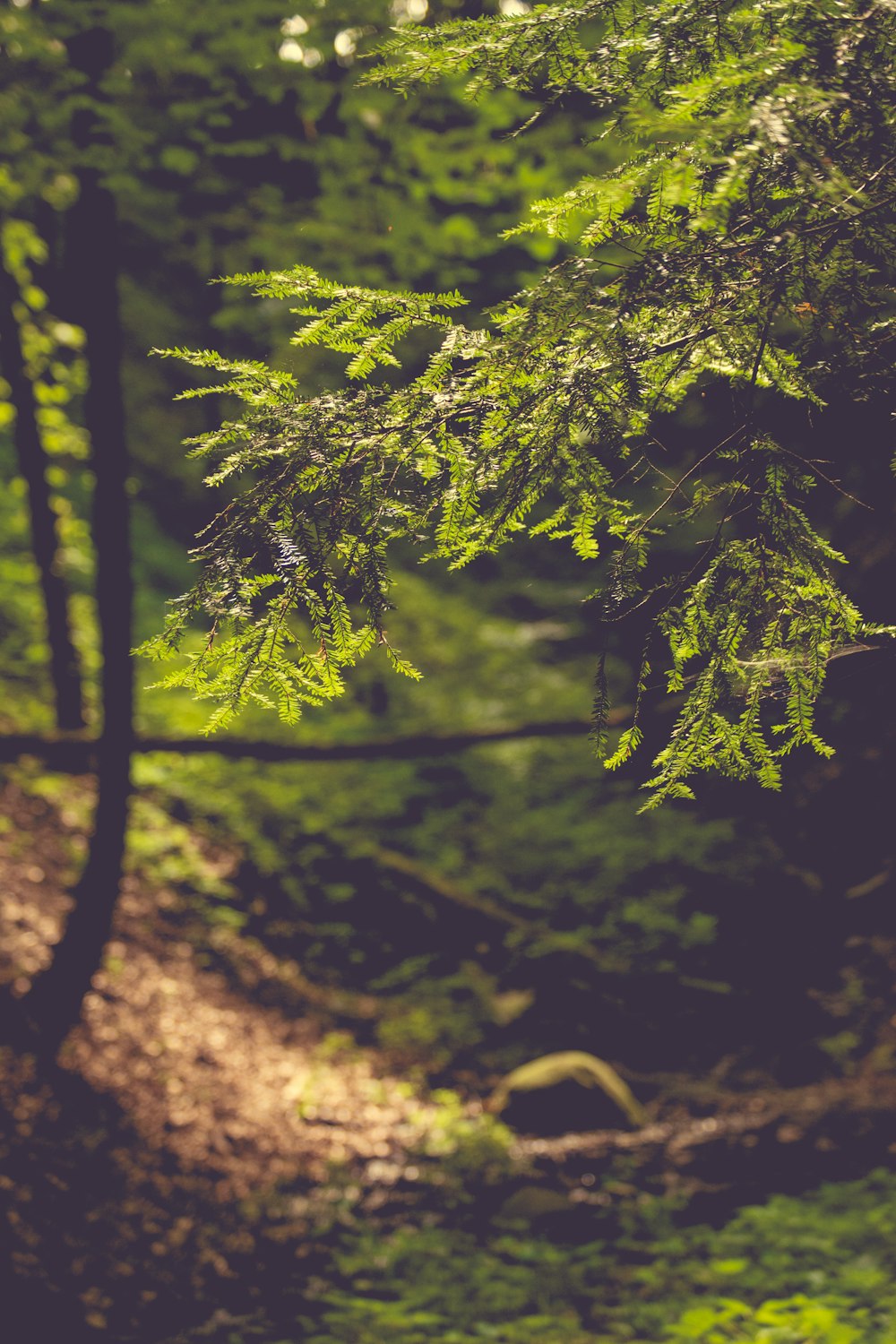 selective focus photography of green plants