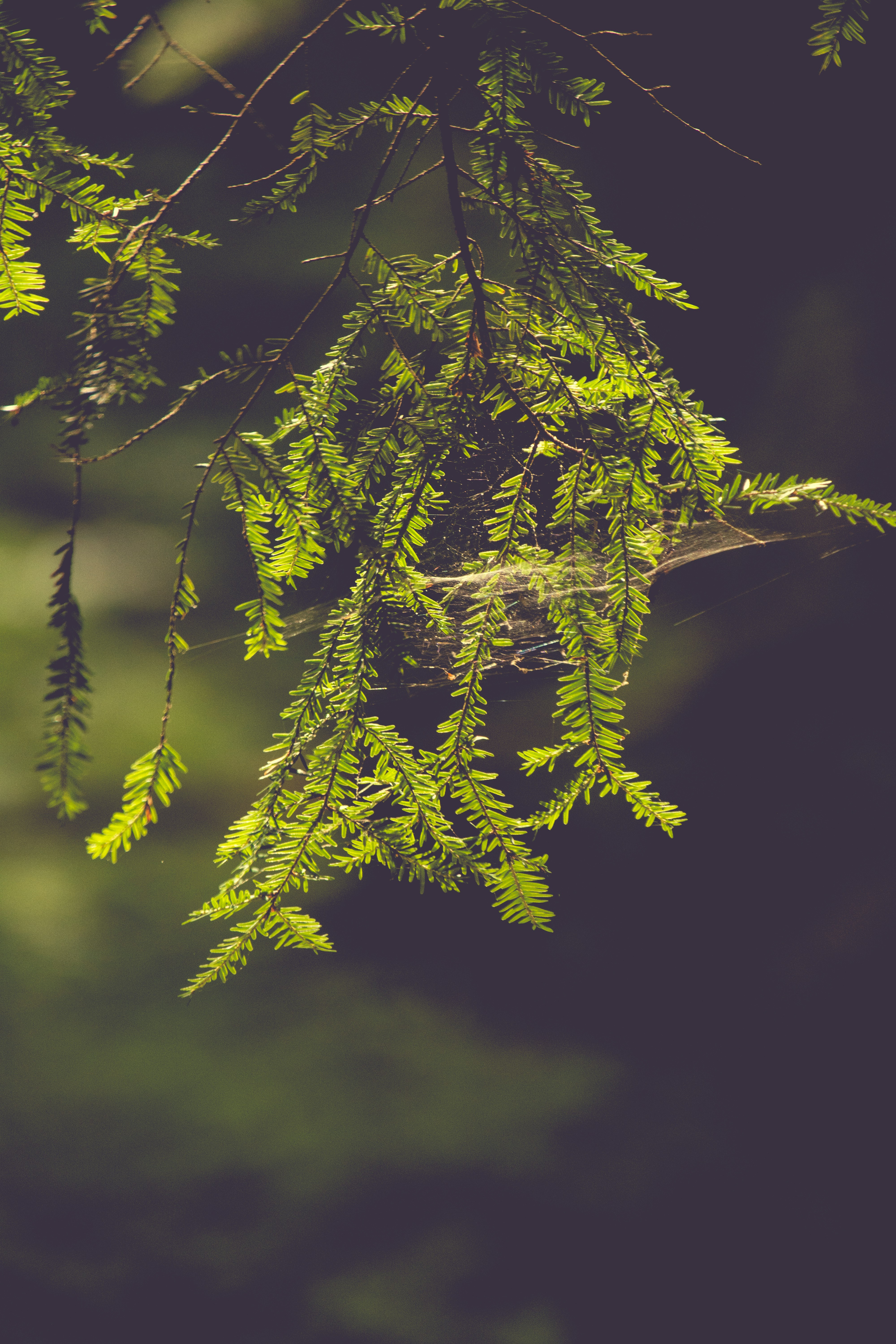 Photo by sapphiratigress