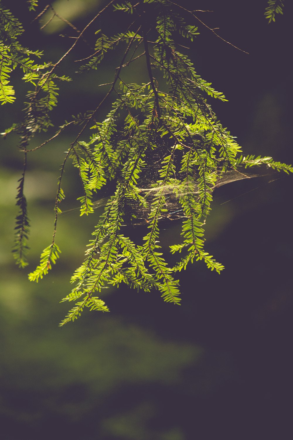 leaves with cab web