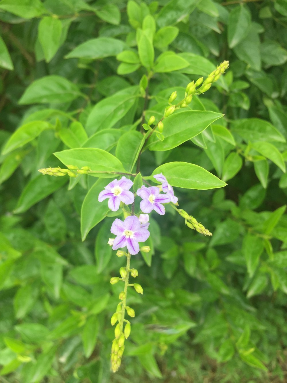 flores moradas en flor