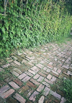 A brick pathway lined with lush green plants growing along a trellis. The bricks are irregularly arranged with small tufts of grass sprouting between them.