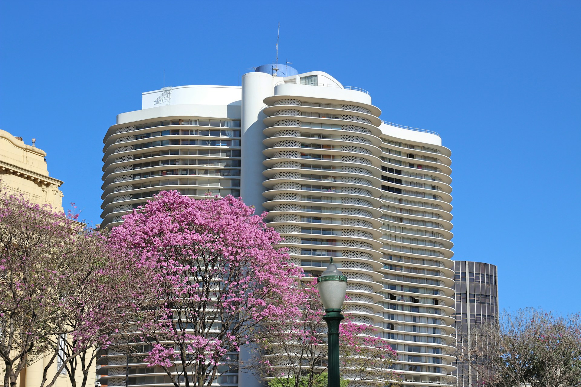 pink tree near building