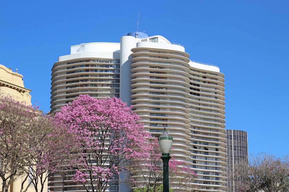 pink tree near building