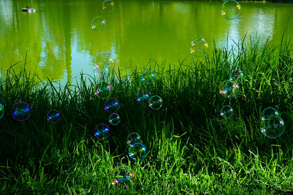 bubbles on grasses