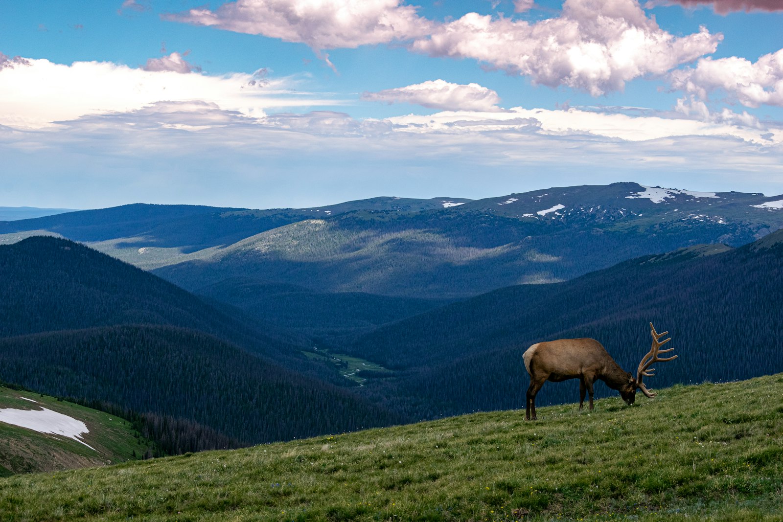 A bull elk grazing on green alpine tundra high above layered forested ridges dotted with snow patches