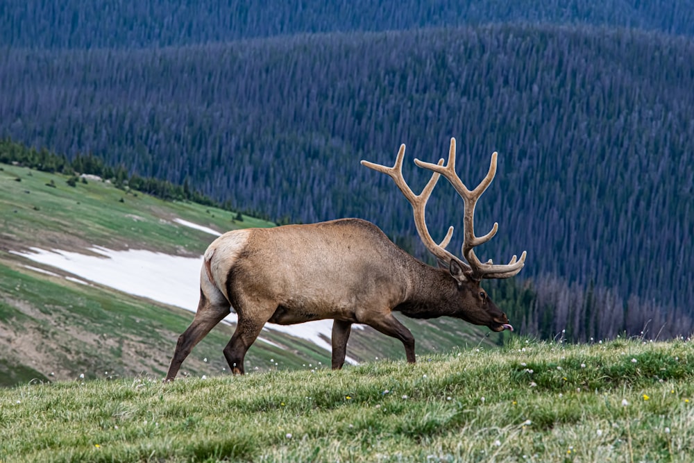 deer walking on grass field