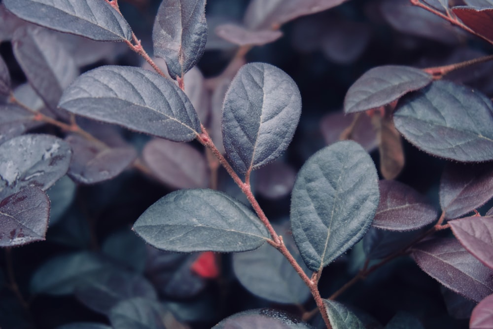 close view of leaves