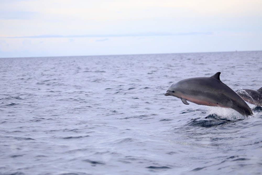 dolphins jumping on water