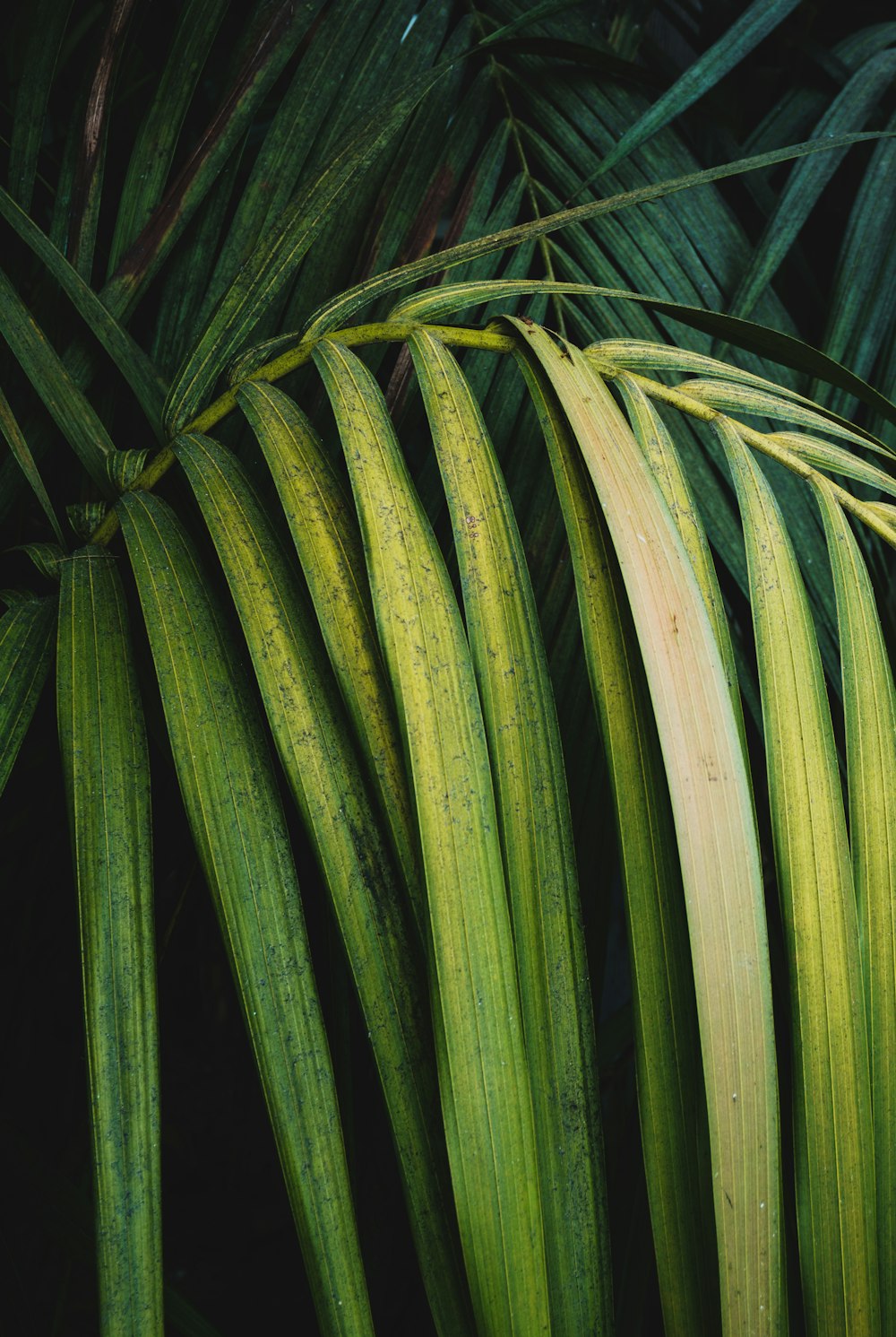 green-leafed palm plant