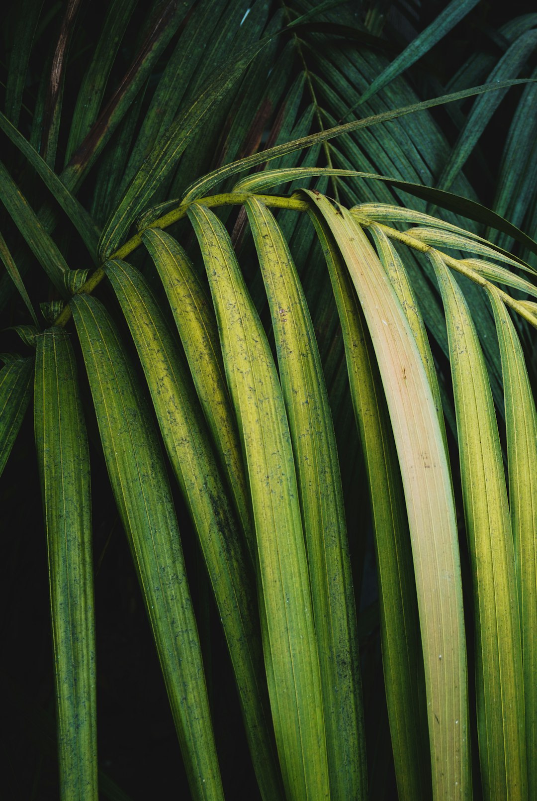 green-leafed palm plant