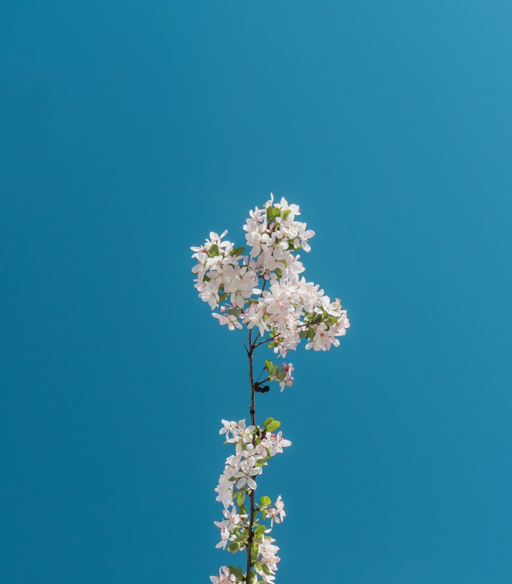 blooming white petaled flowers