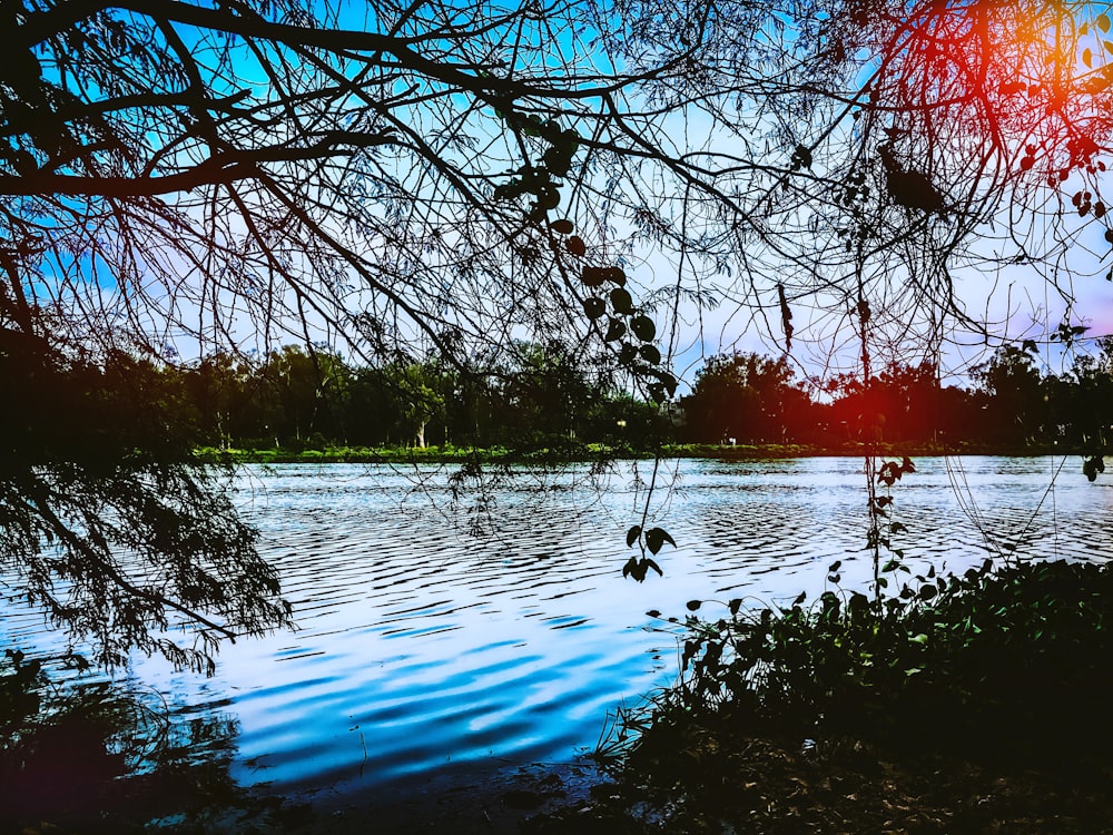 body of water surrounded by trees