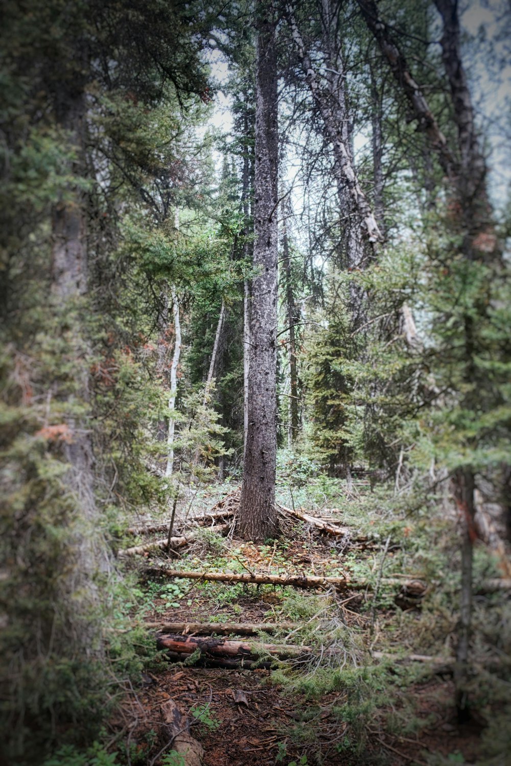 낮의 숲 나무