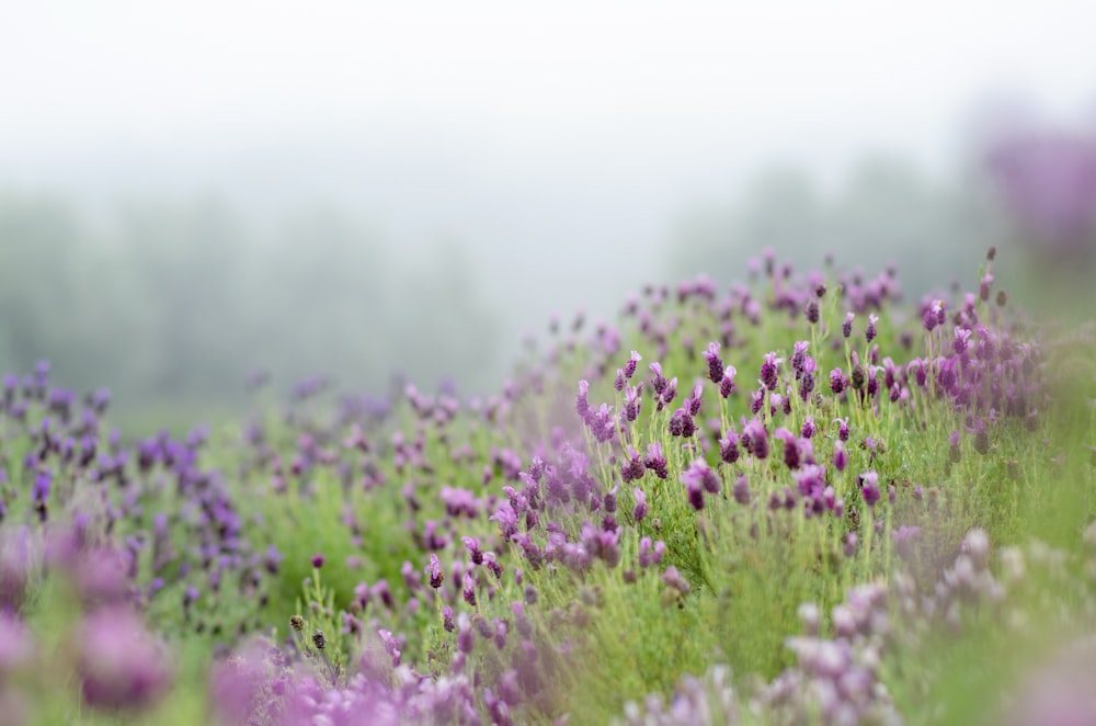 purple petaled flower