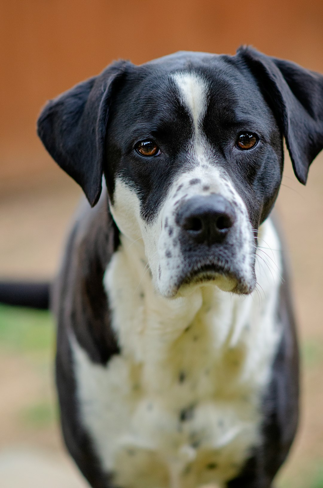 adult short-coated black and white dog