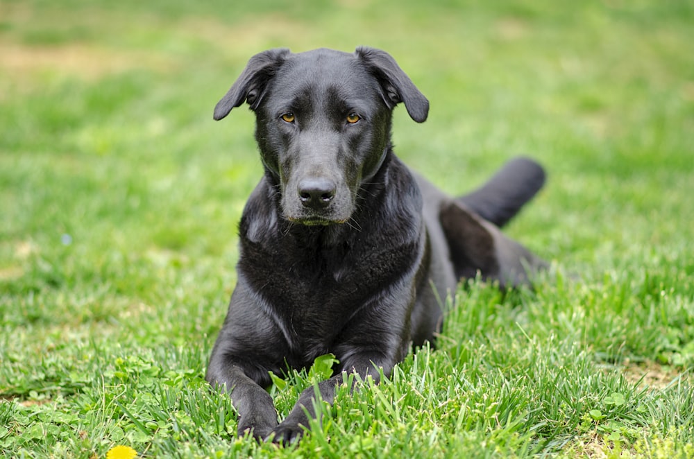 black Labrador retriever recline on green grass