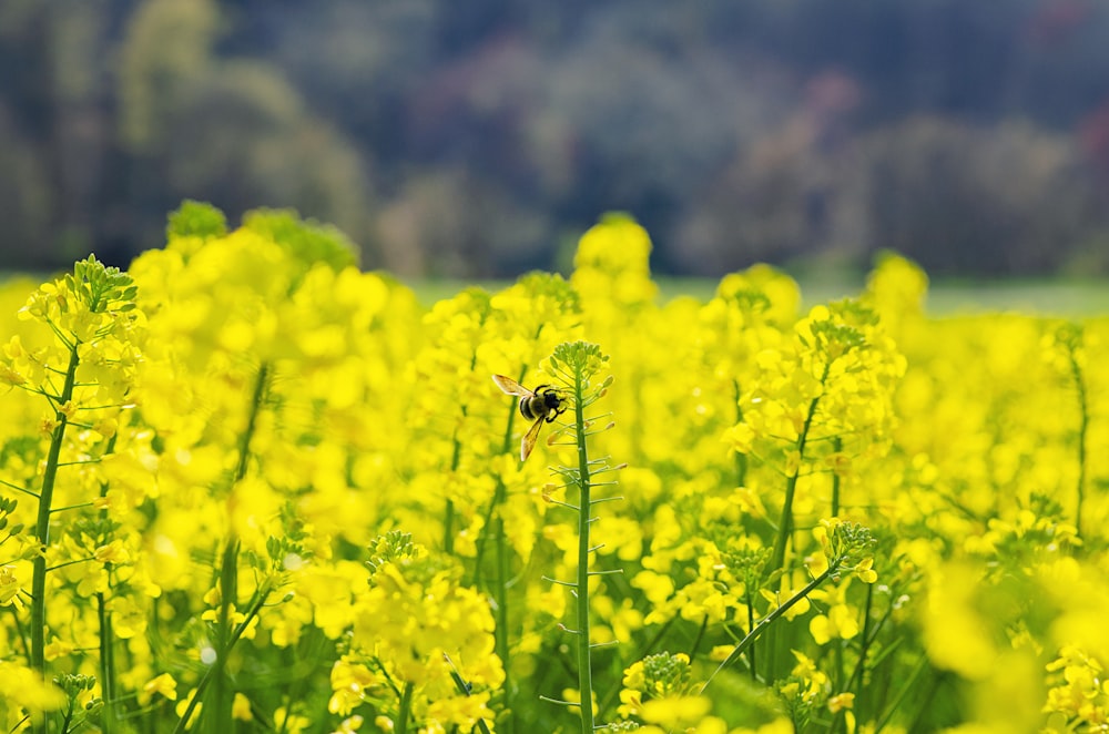 bee on yellow flowers macro photography