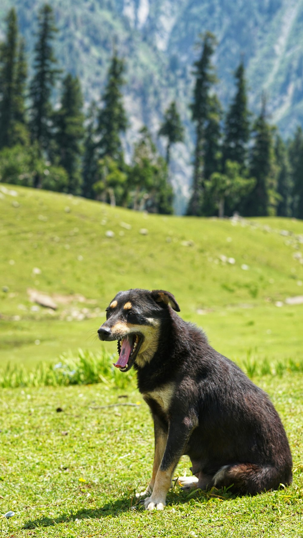 medium-sized dog sitting on lawn