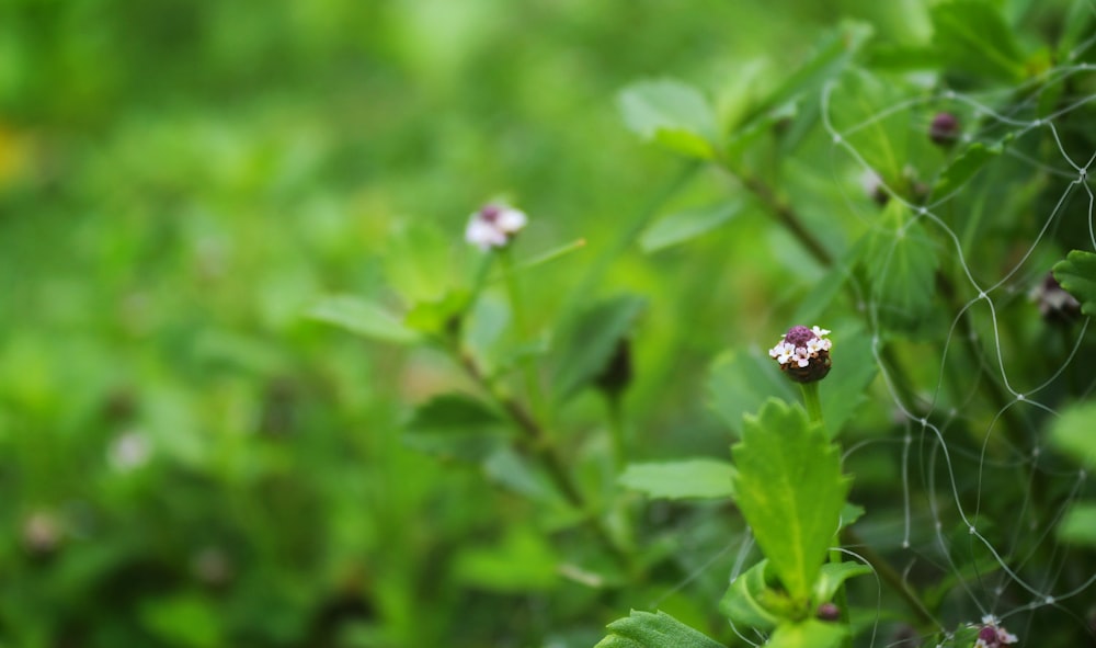 purple petaled flower