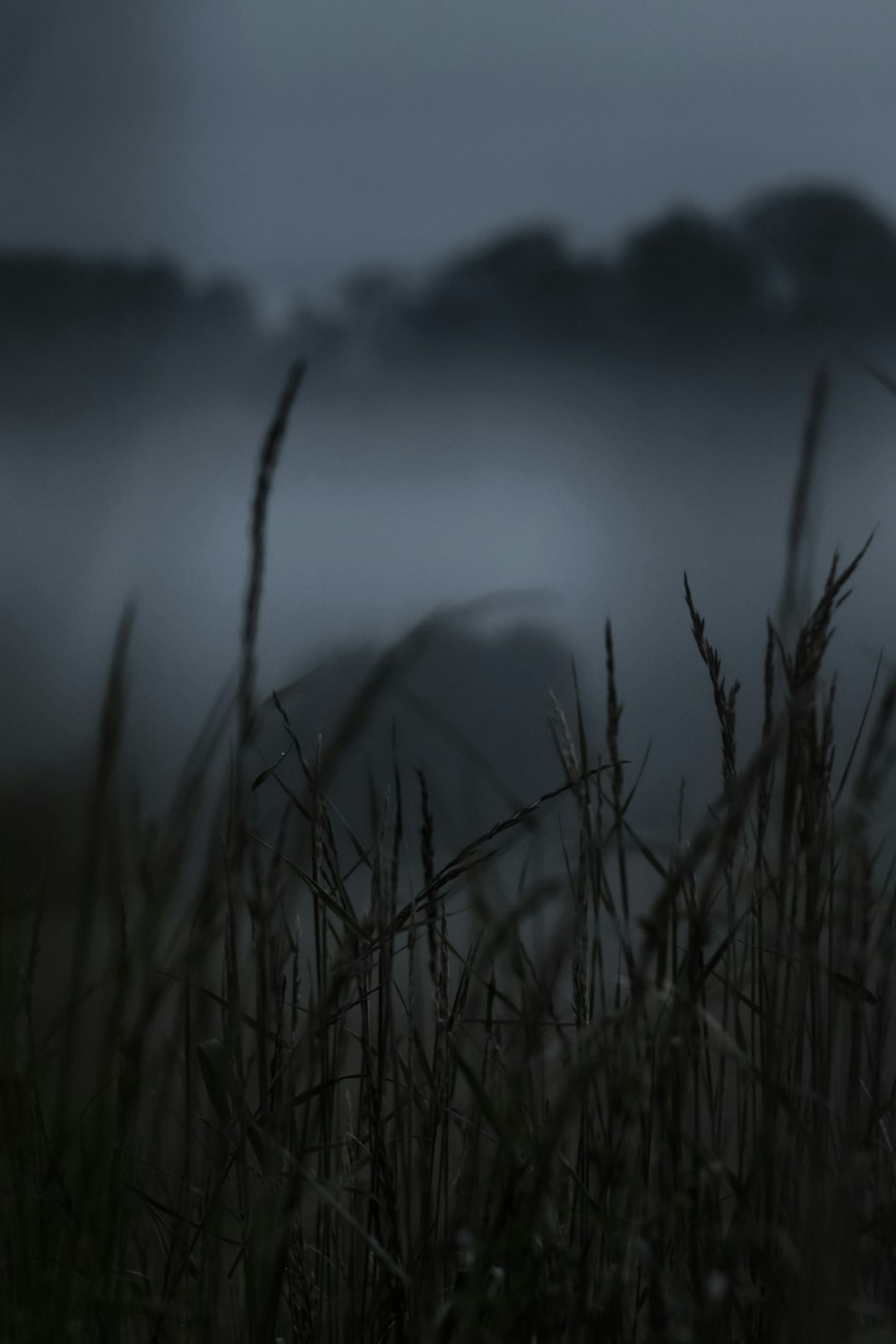 grasses surrounds with fogs