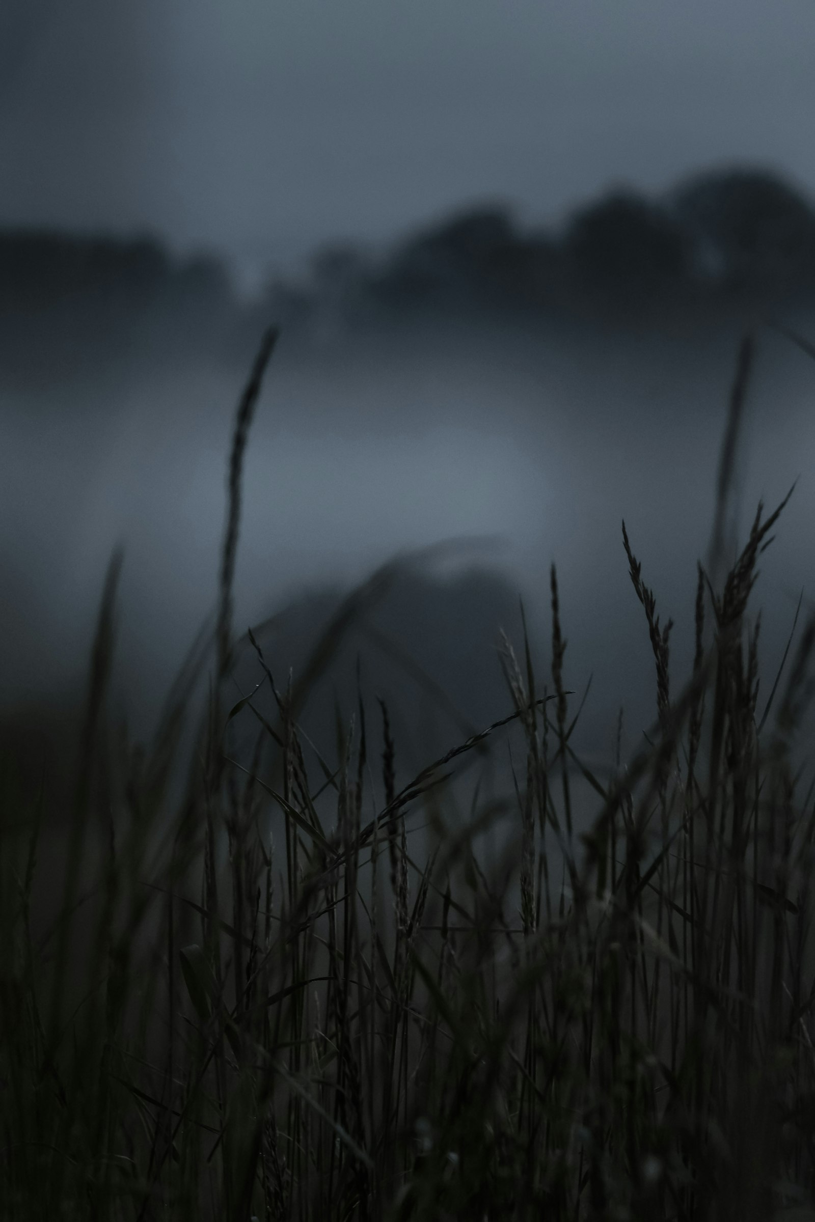 Fujifilm X-T3 + Fujifilm XF 90mm F2 R LM WR sample photo. Grasses surrounds with fogs photography