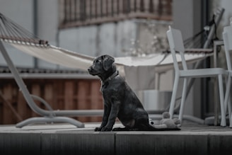 A young black Labrador puppy sits attentively on a wooden deck, with a plush toy next to it. In the background, a hammock is strung between two supports, and there are white patio chairs and a table nearby. The setting appears to be an outdoor patio area.