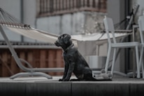 A young black Labrador puppy sits attentively on a wooden deck, with a plush toy next to it. In the background, a hammock is strung between two supports, and there are white patio chairs and a table nearby. The setting appears to be an outdoor patio area.