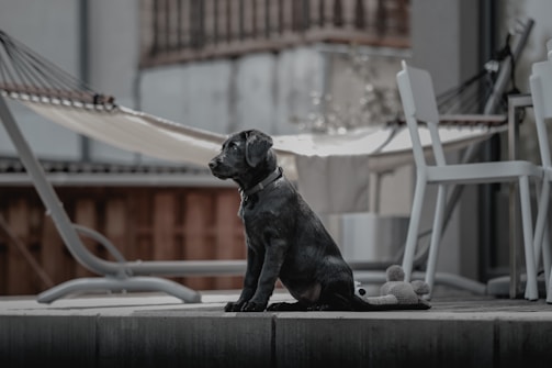 A young black Labrador puppy sits attentively on a wooden deck, with a plush toy next to it. In the background, a hammock is strung between two supports, and there are white patio chairs and a table nearby. The setting appears to be an outdoor patio area.