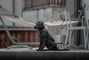 A young black Labrador puppy sits attentively on a wooden deck, with a plush toy next to it. In the background, a hammock is strung between two supports, and there are white patio chairs and a table nearby. The setting appears to be an outdoor patio area.
