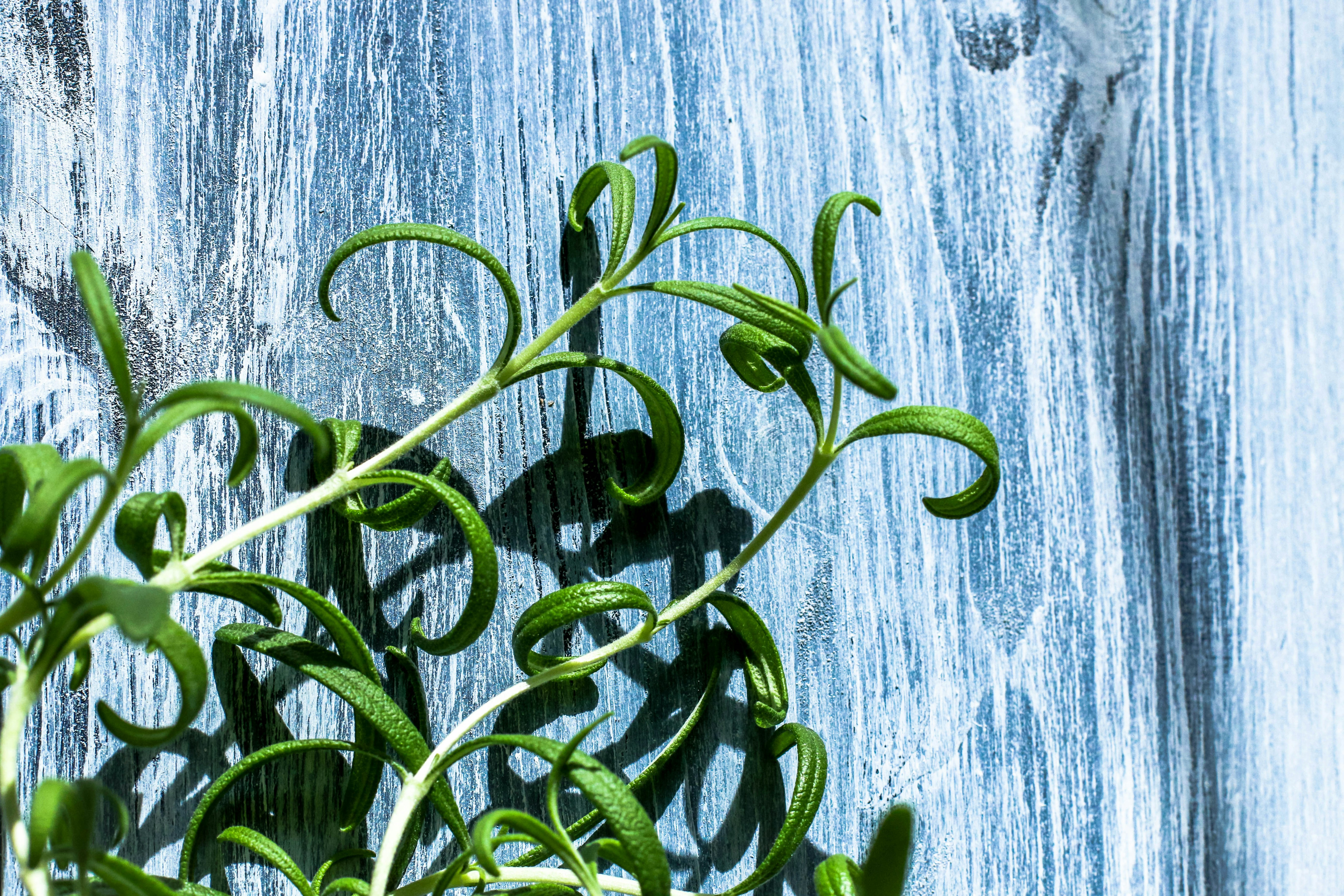 green-leafed plant growing near blue wooden fence