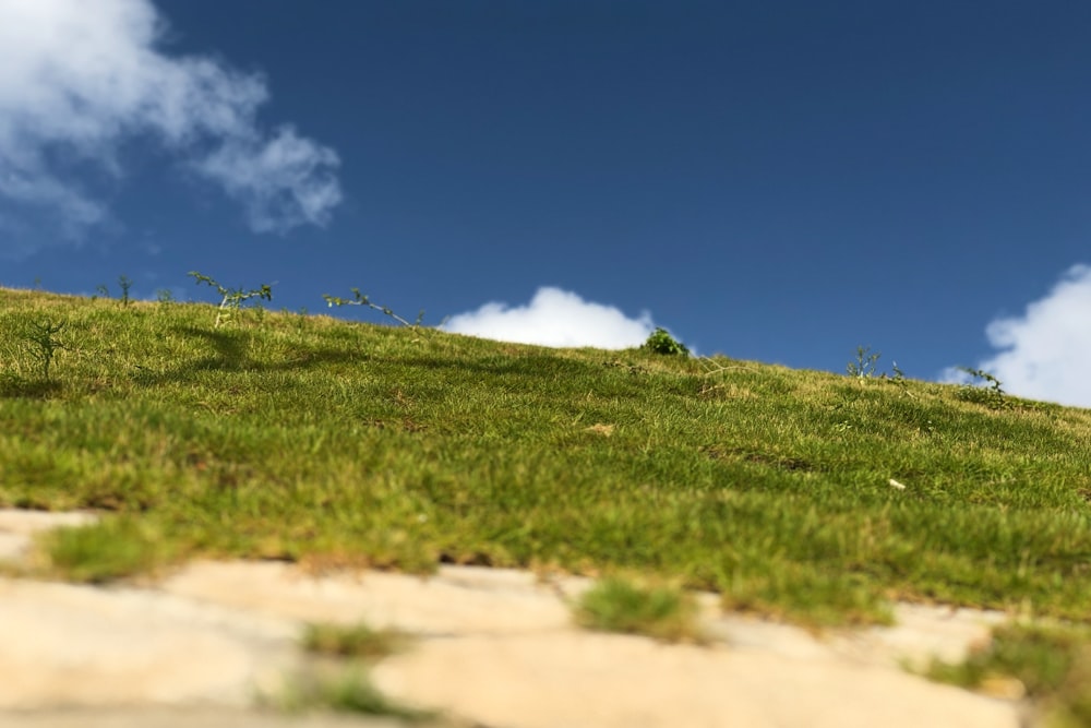 green grass under clear blue sky during daytime