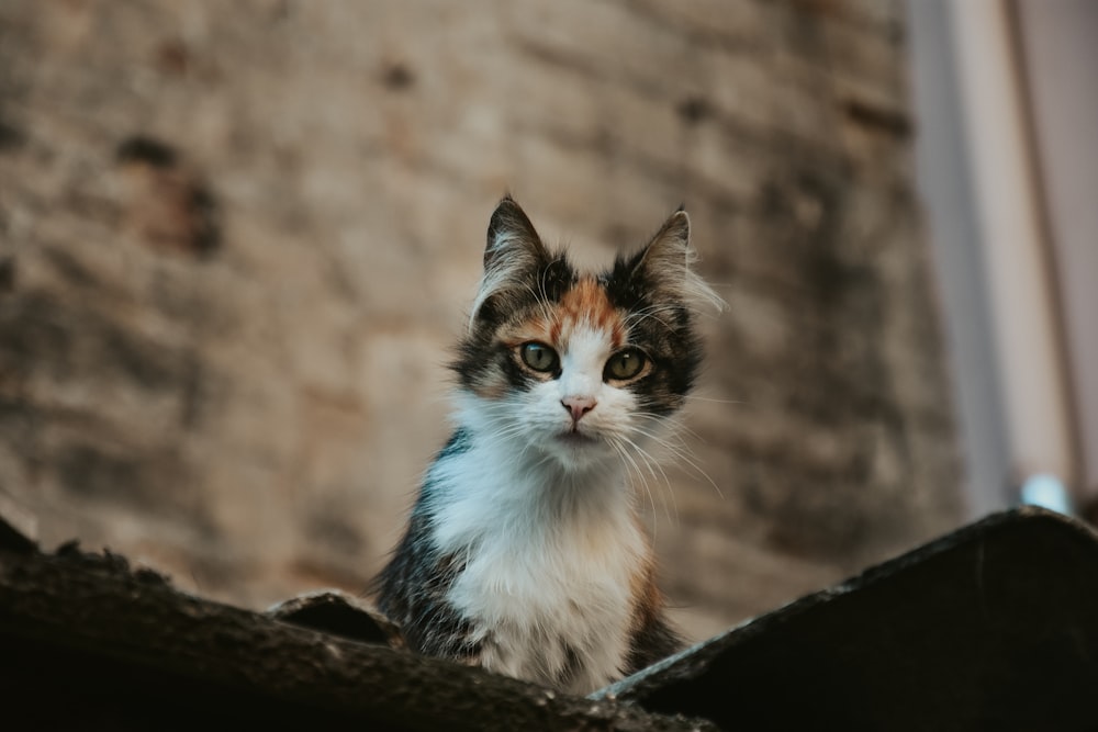 selective focus photography of white and black cat beside gray wall