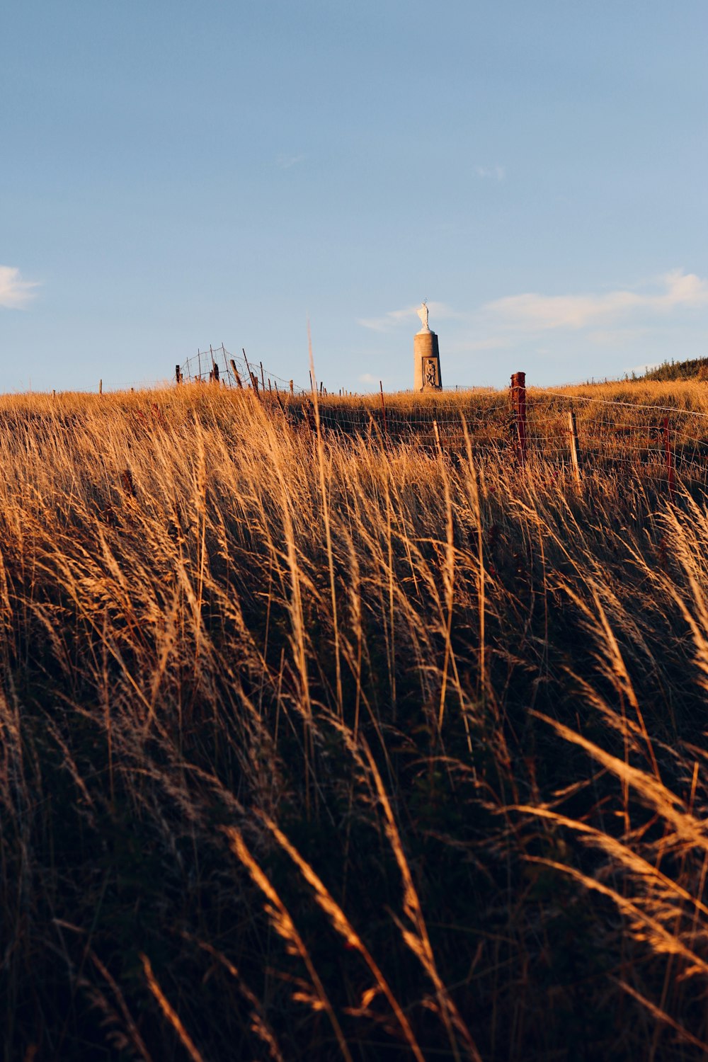 brown grass field