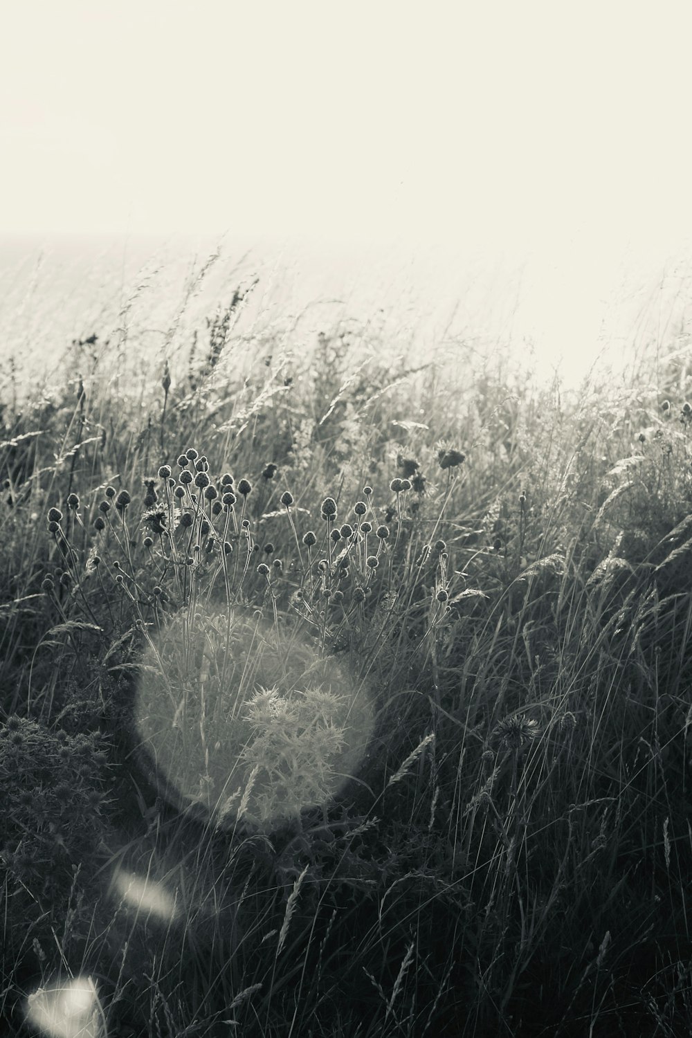 tall grasses grayscale photo