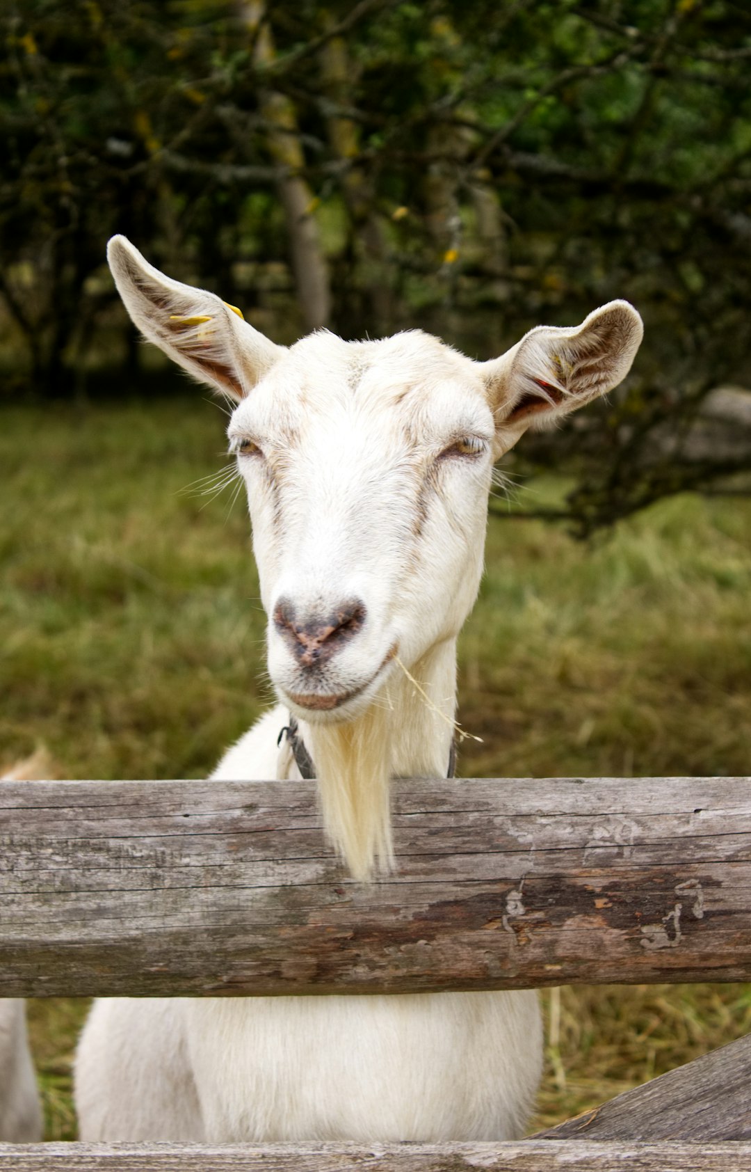 white goat inside fence