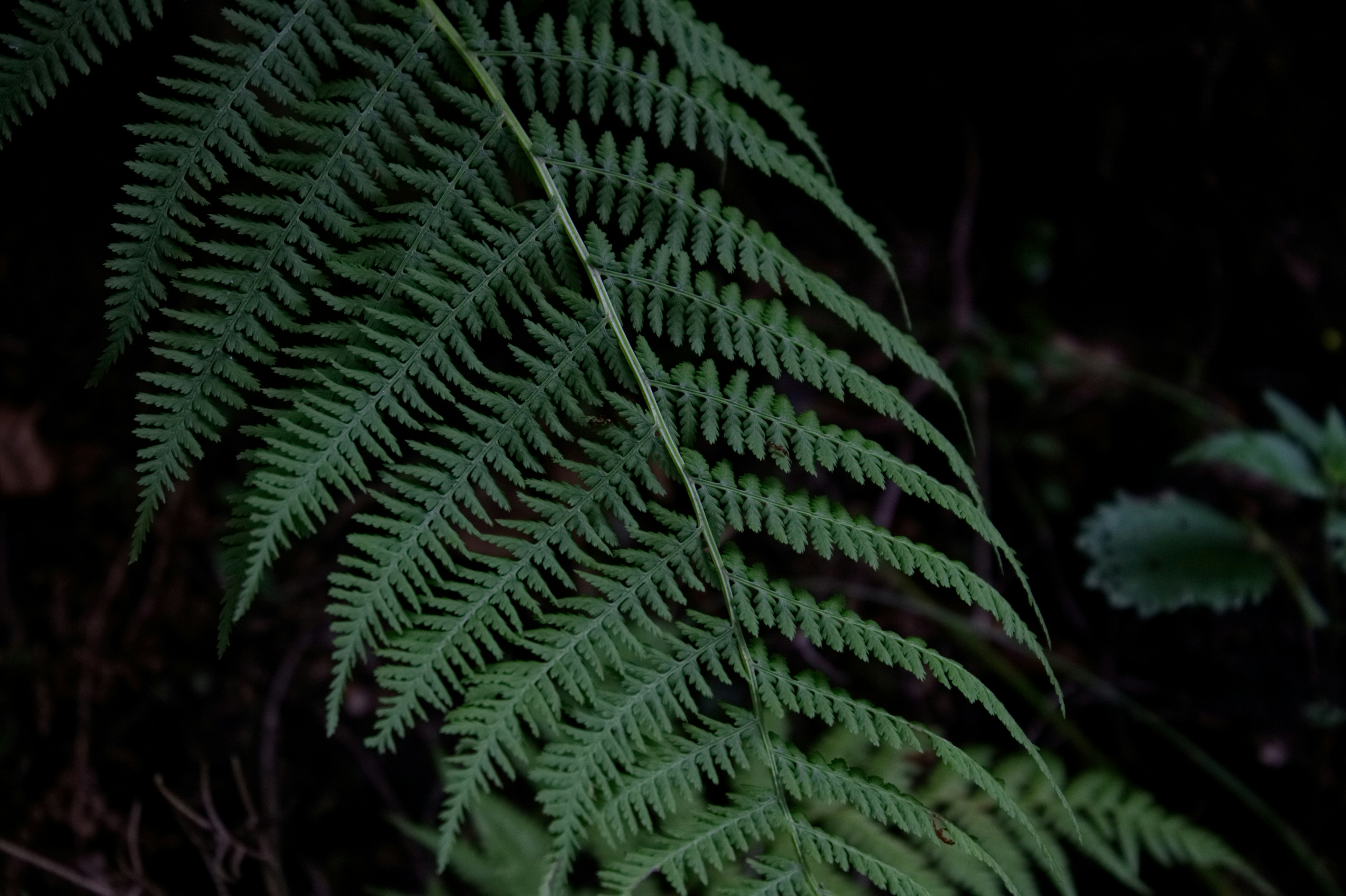 Photo by fanjatastisch