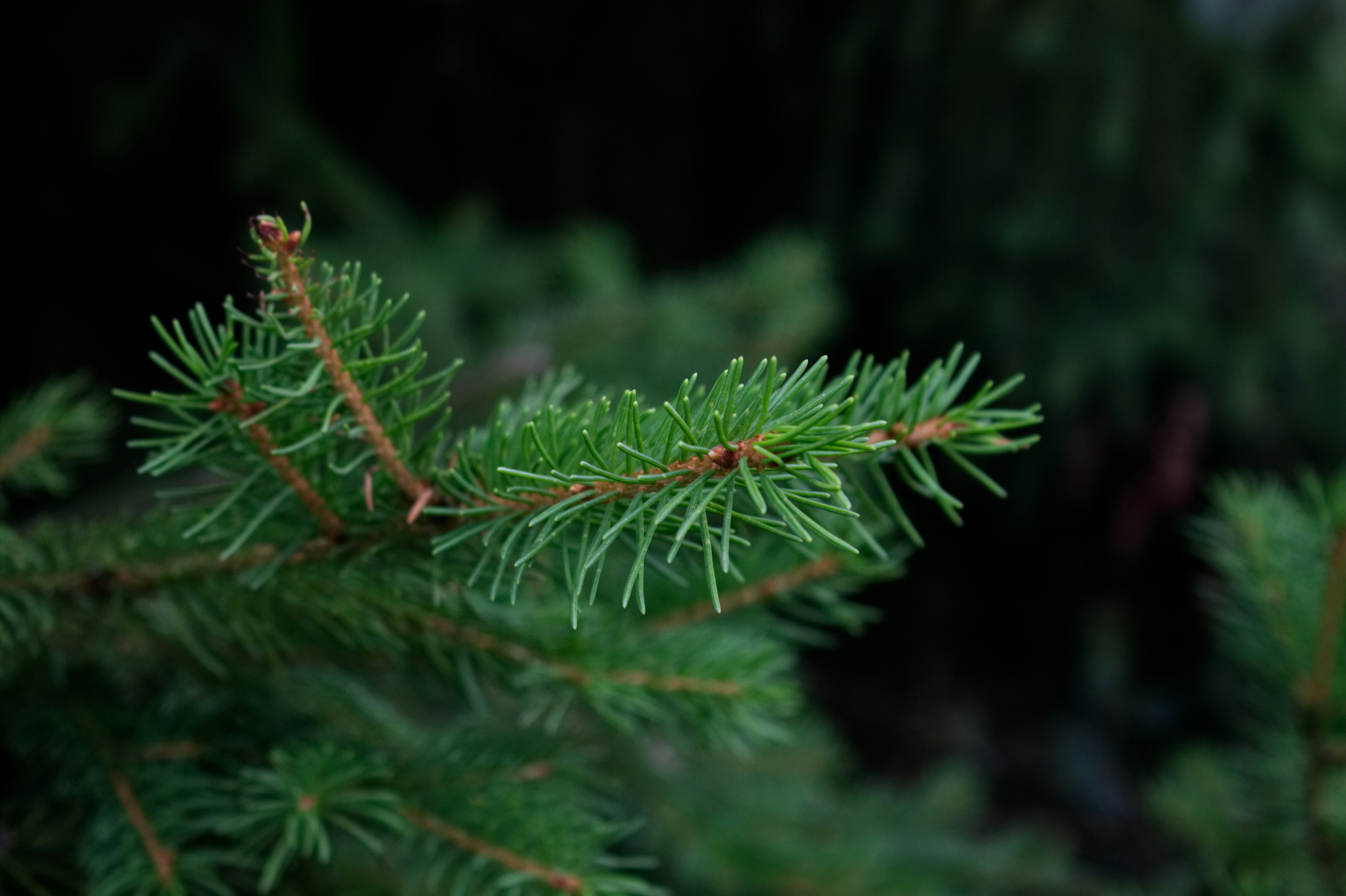 Photo by fanjatastisch