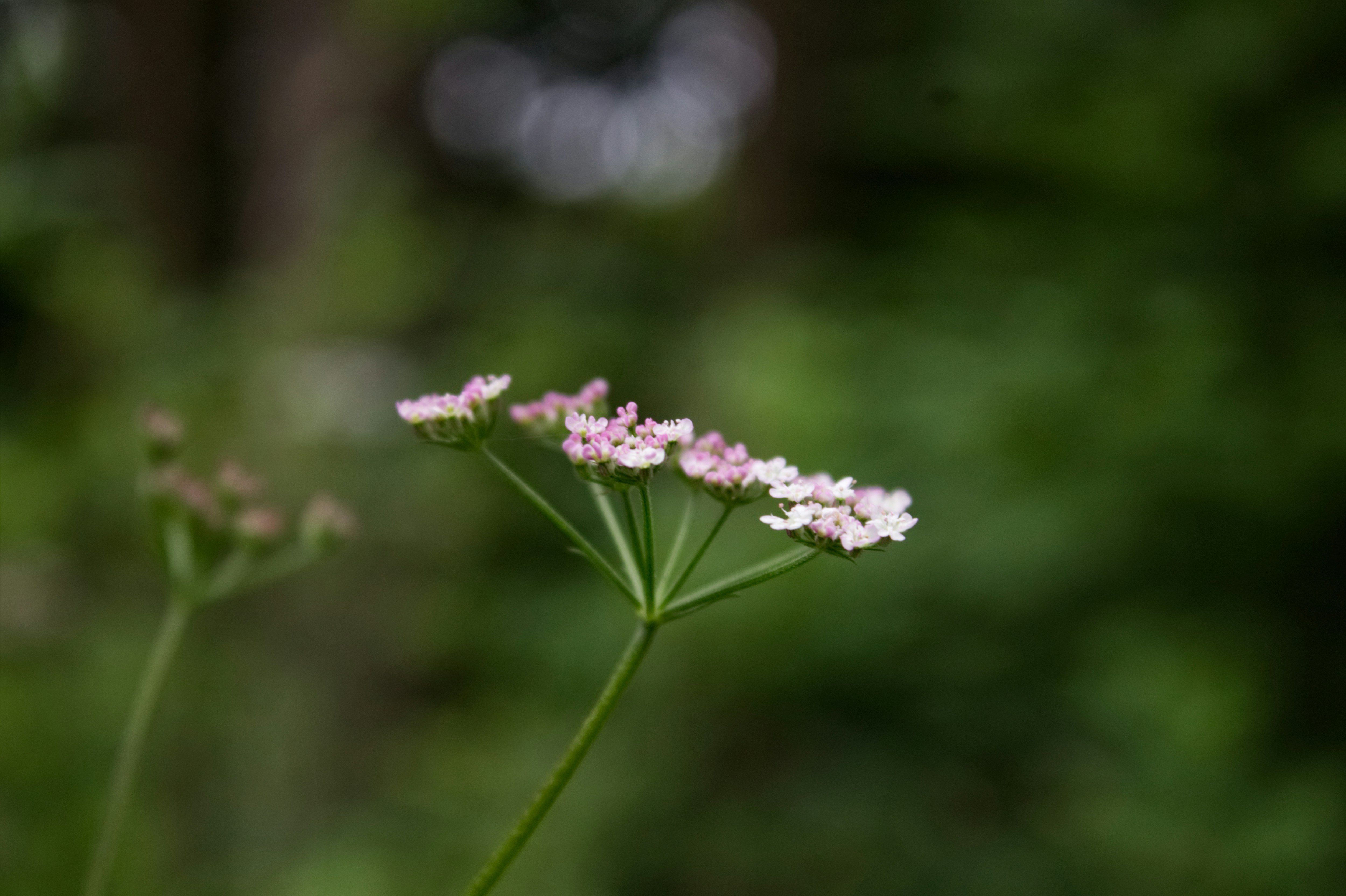 Photo by fanjatastisch