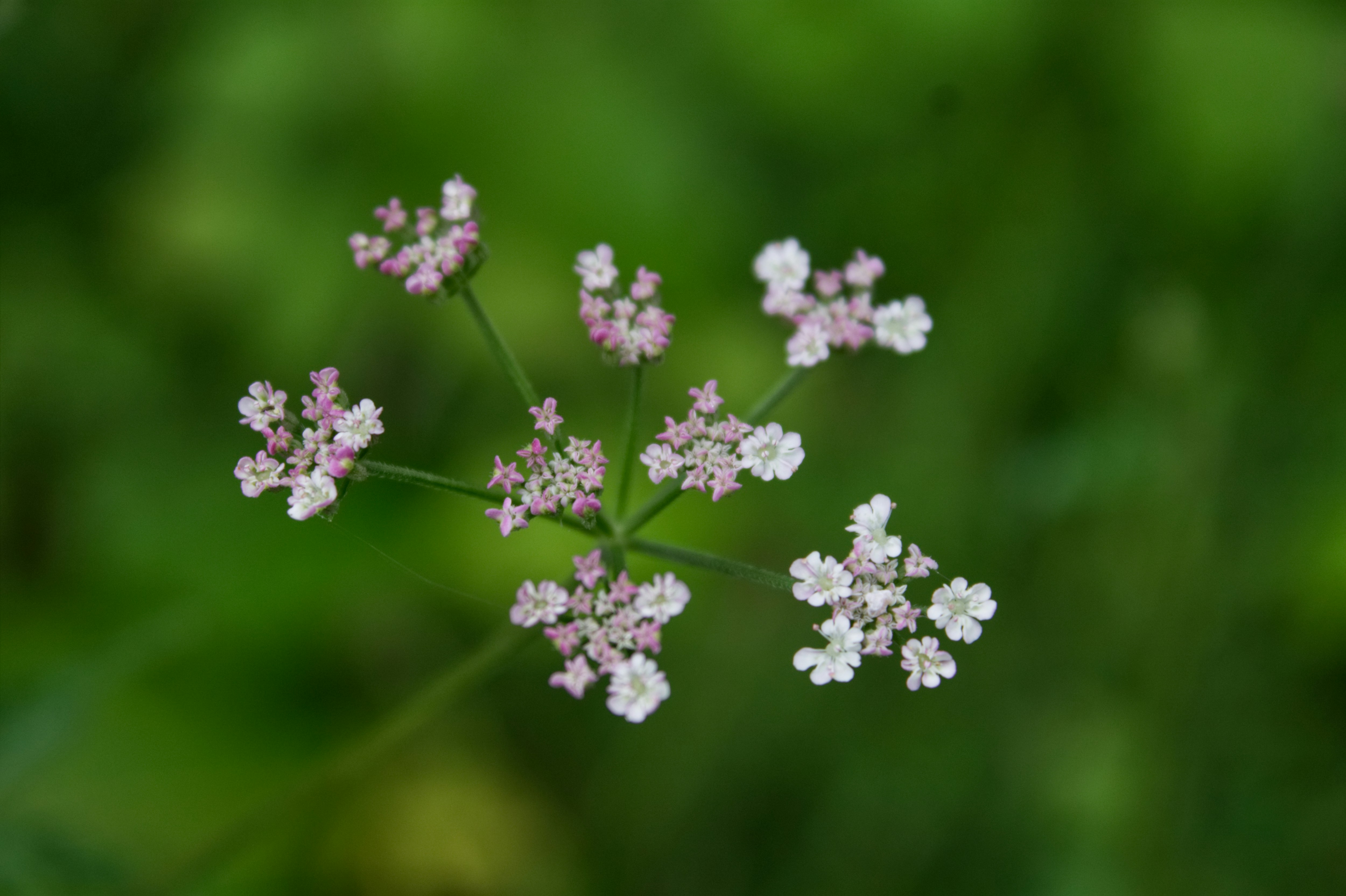 Photo by fanjatastisch