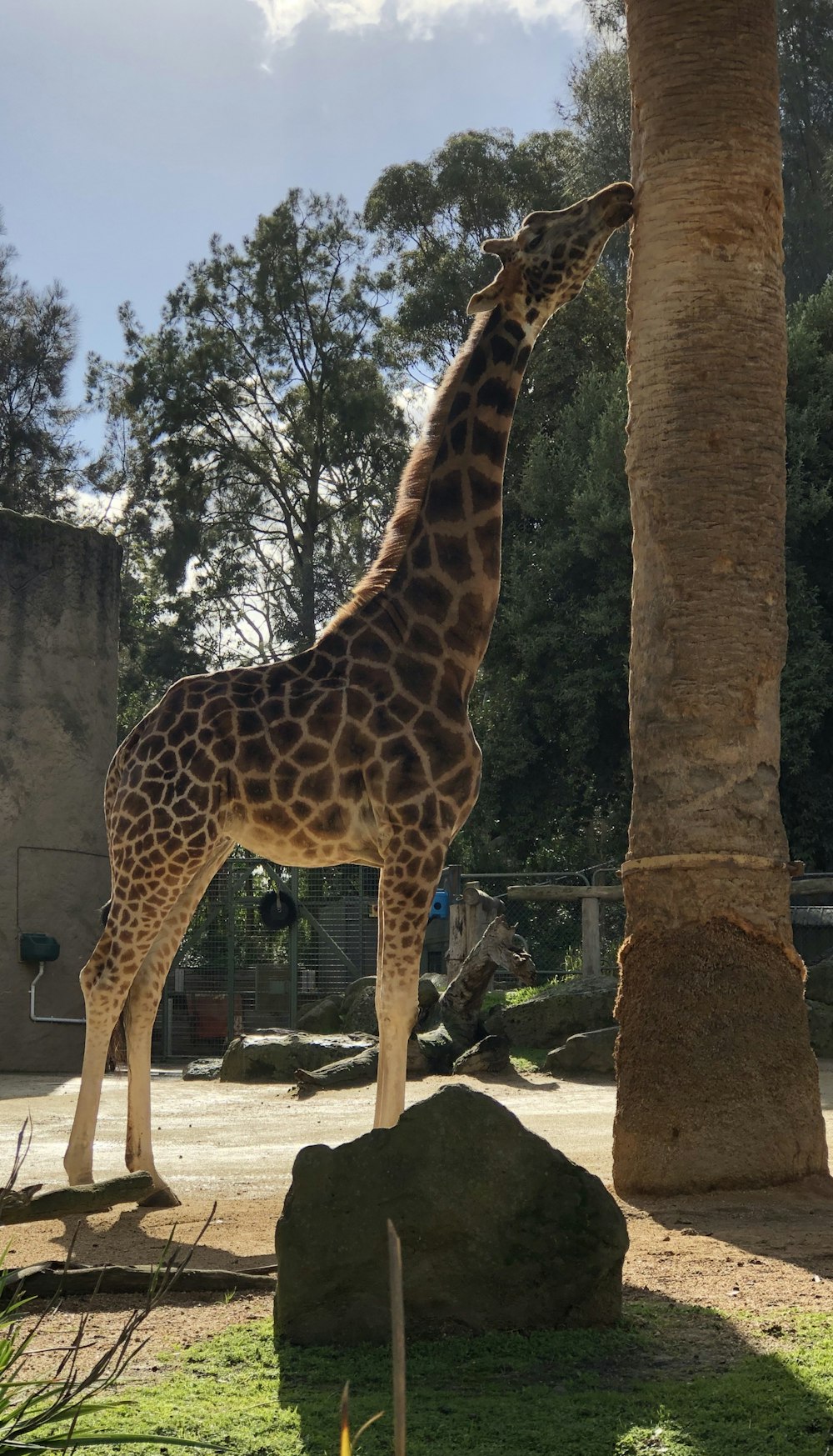 girafe brune pendant la journée