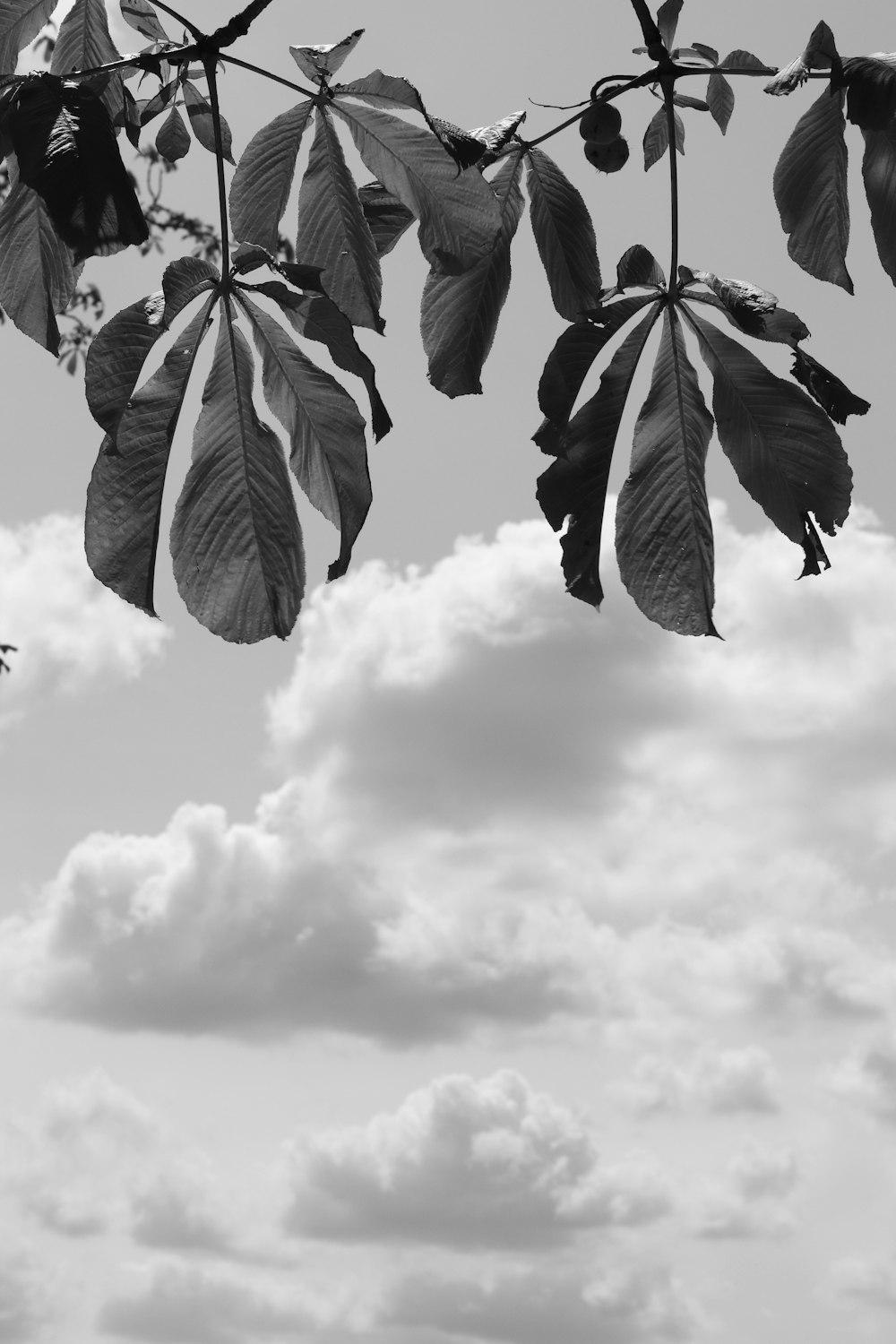 white cumulus cloud