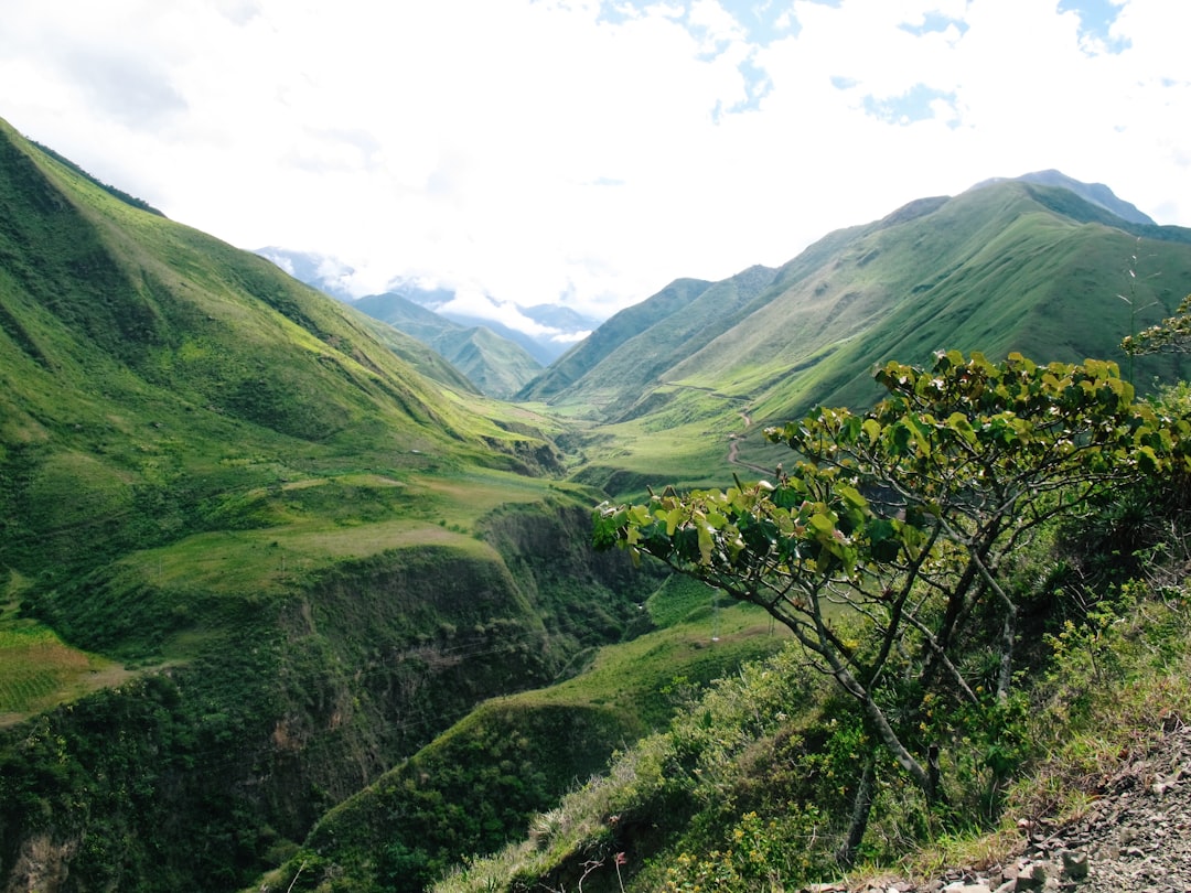green trees,