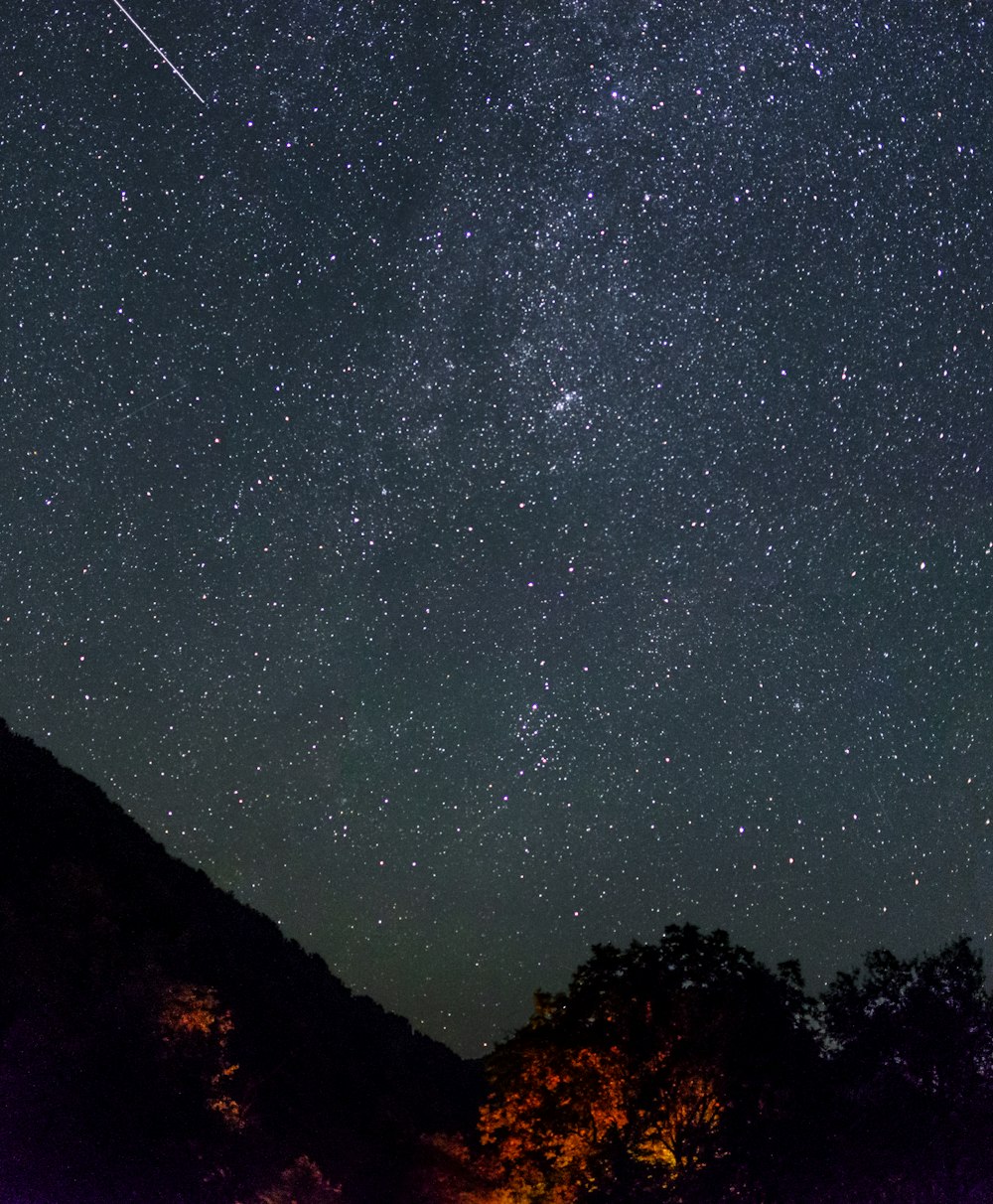 trees under stars at night