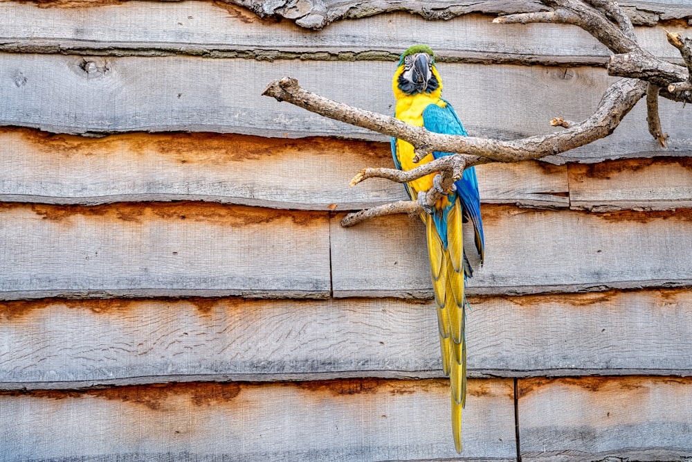 나뭇가지에 노란색과 파란색 앵무새