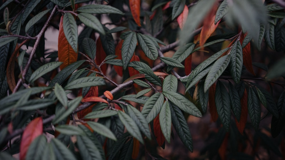 a close up of leaves on a tree